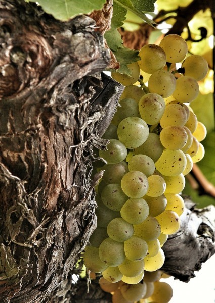 Bickel Stumpf TWENTY SIX ROT 6 Flaschen