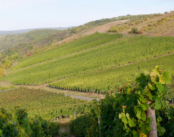 Prinz Salm GRÜNSCHIEFER Riesling trocken 2020 VDP.Terroirwein