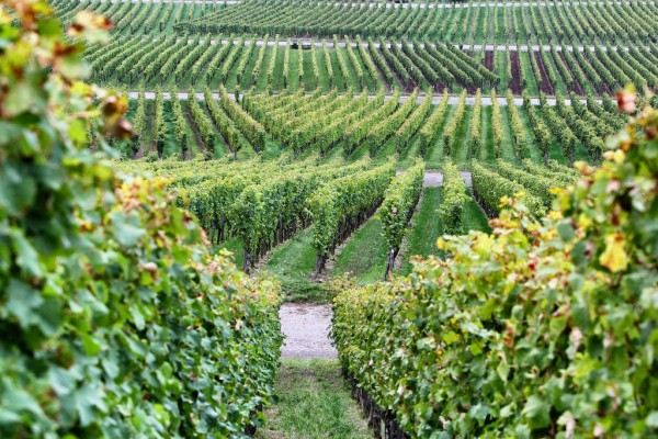 Bickel Stumpf TWENTY SIX ROT 6 Flaschen