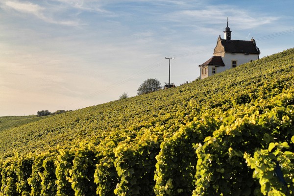 Bickel Stumpf TWENTY SIX ROT 6 Flaschen